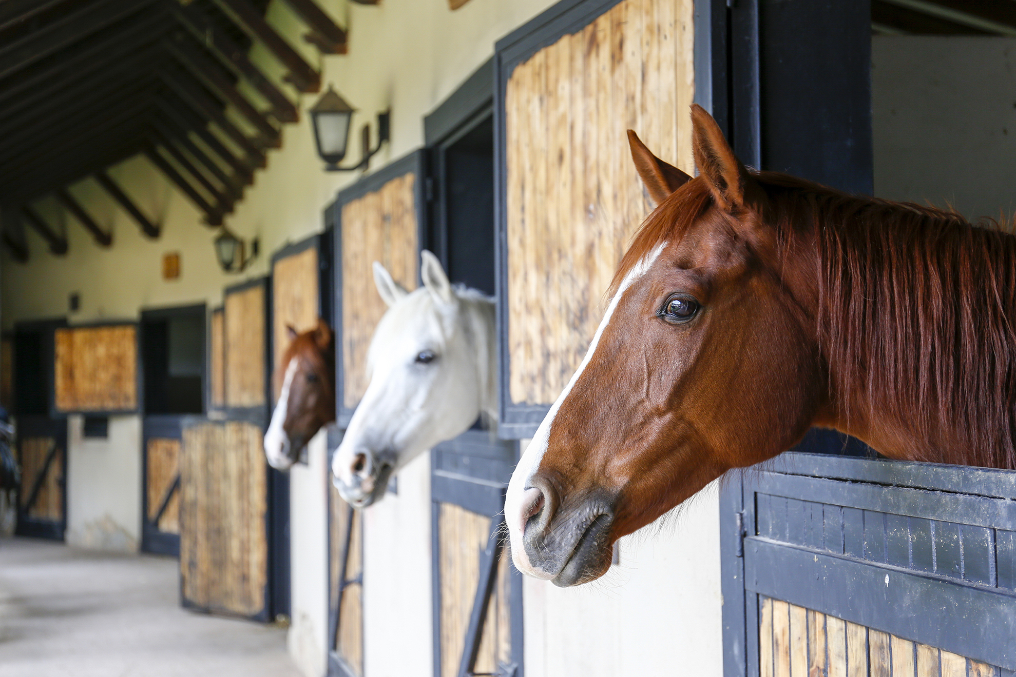 Ag-Brokerage-Equine-Stables