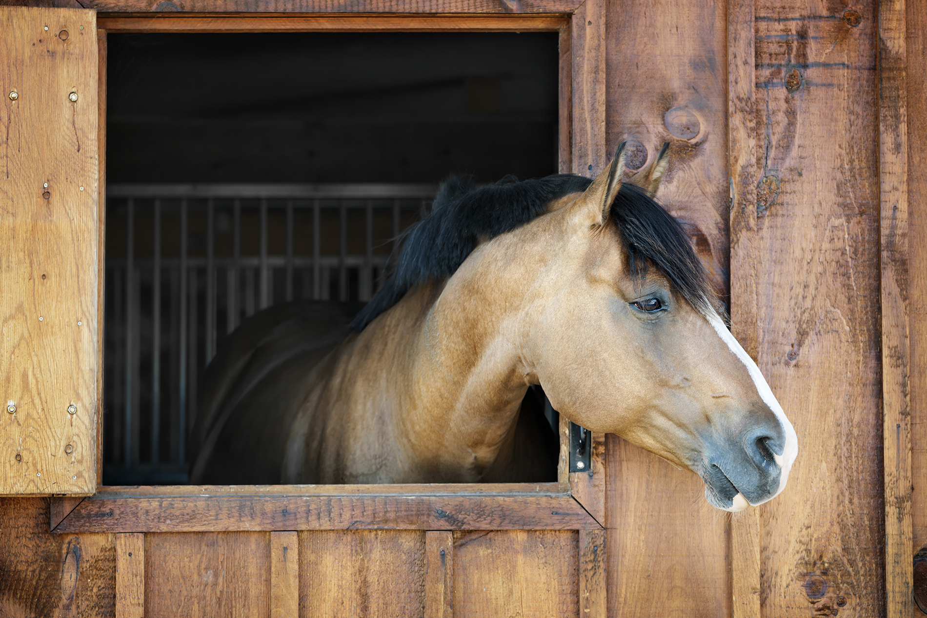 Equine Mortality_Gen