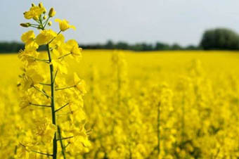 canola