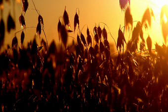 soybeans soybeans
