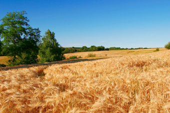 wheat-APH wheat-APH