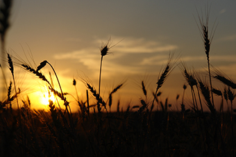 wheat-field