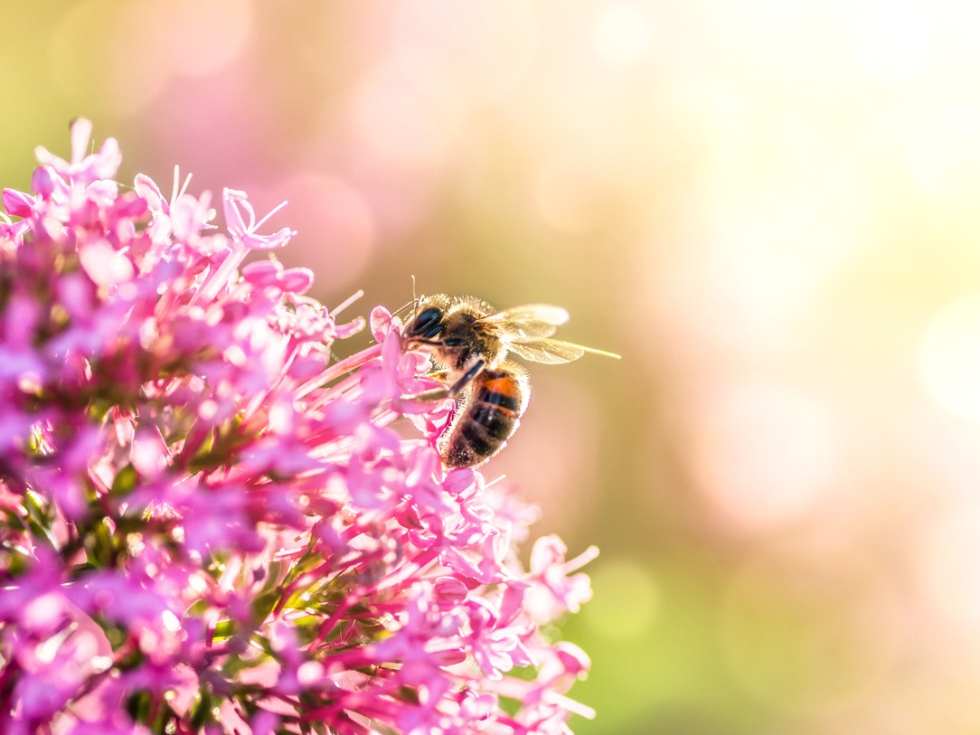 apiculture