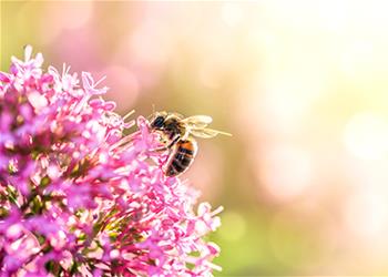 Apiculture-Feature-Image