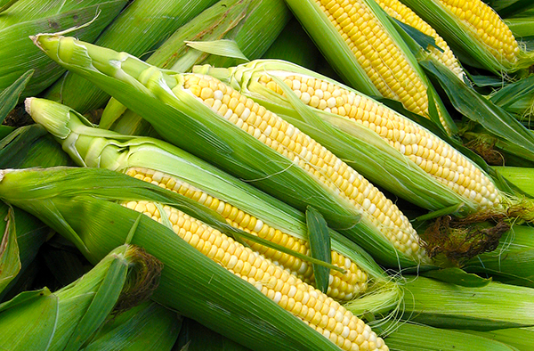 corncobs