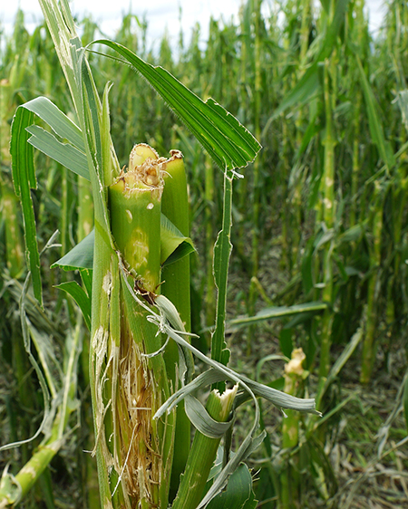 Corn Hail Damage