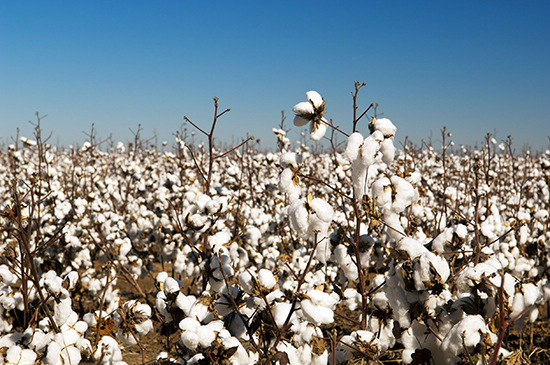 cotton cotton