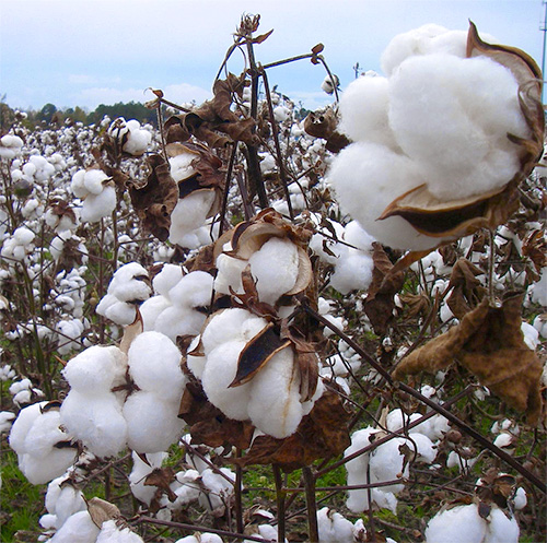 cottonfield cottonfield