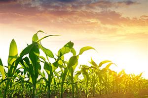 Crop_sunset_feature Crop_sunset_feature