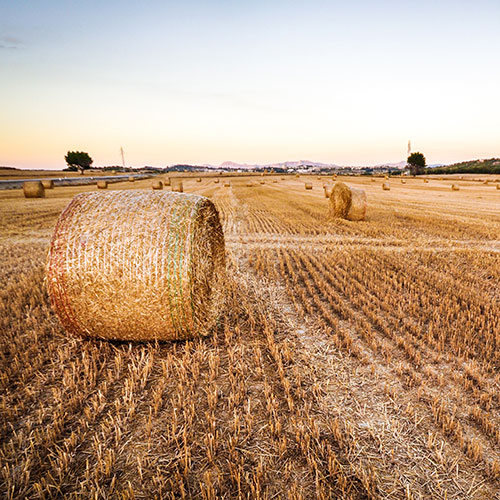 hay-bales-sm