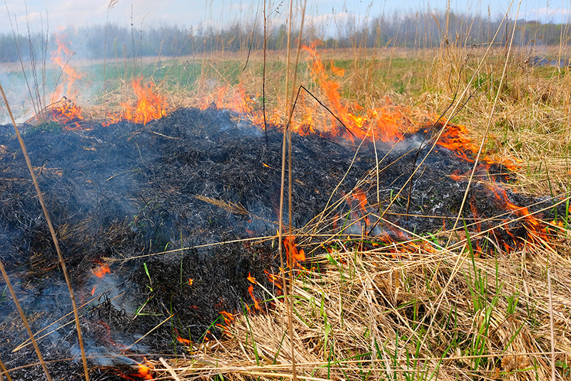 pasturefire_img pasturefire_img