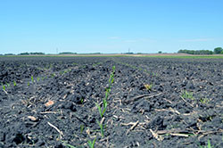 Precision Solutions Saves Time in Missouri Replant Claim