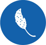 Sorghum Sorghum