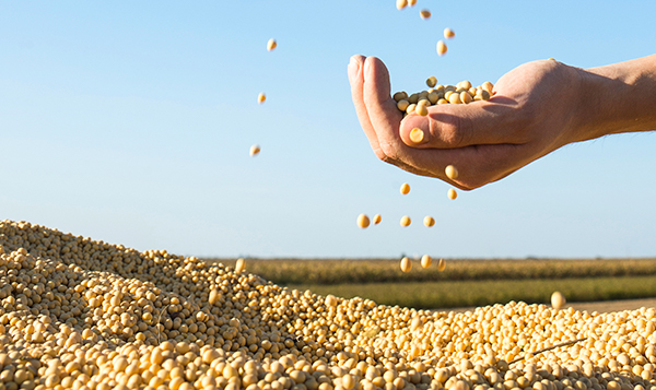 soybeans soybeans