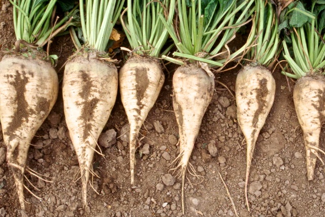 sugar-beets