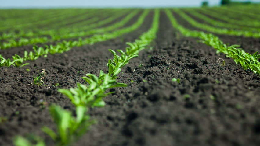 sugarbeetfield sugarbeetfield