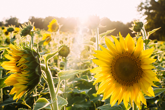 sunflower sunflower